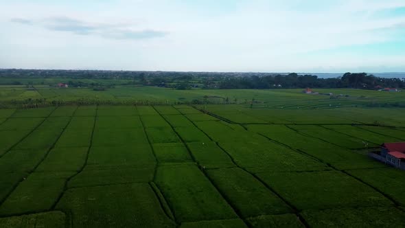 Fly over rice fields in Bali