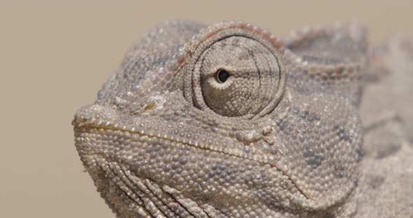 Amazing Eye Movements of Chameleon