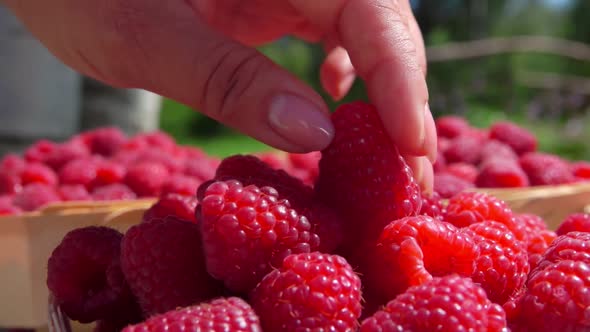 Hand Takes a Ripe Fresh Raspberry From the Wicker Basket