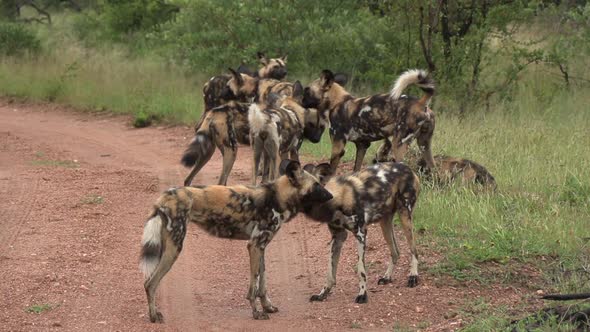 A pack of African Wild Dogs greeting and interacting with each other in the wild.