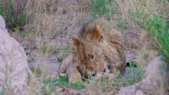 A Black-Maned Lion Cleaning Its Paw While Lying On The Grass Near The Rocks In Nxai Pan, Botswana -