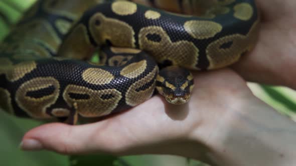 A Man Has Tamed a Large Boa Constrictor