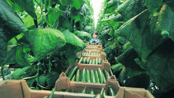 Greenhouse Worker Collects Ripe Cucumbers.