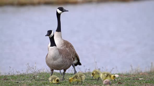 Canada Goose pair with gosling chicks near pond as they graze