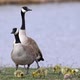 Canada Goose pair with gosling chicks near pond as they graze - VideoHive Item for Sale