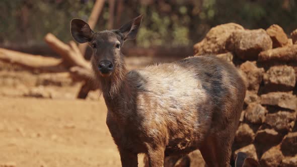 Goa, India. Sambar Or Rusa Unicolor Female. Large Deer Native To The Indian Subcontinent, South