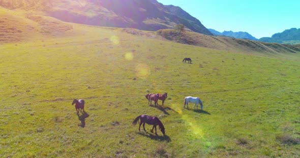 Flight Over Wild Horses Herd on Meadow