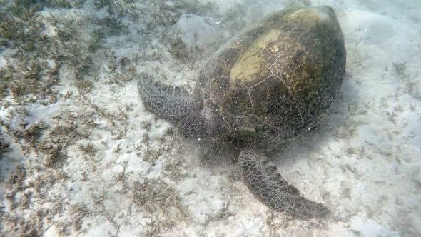 big Adult green sea turtle (Chelonia mydas)