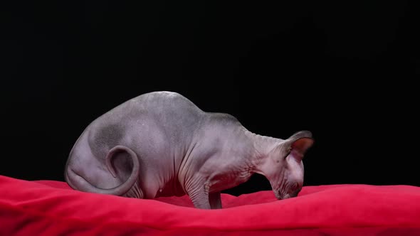 Side View of a Gray Canadian Sphinx in the Studio on a Black Background