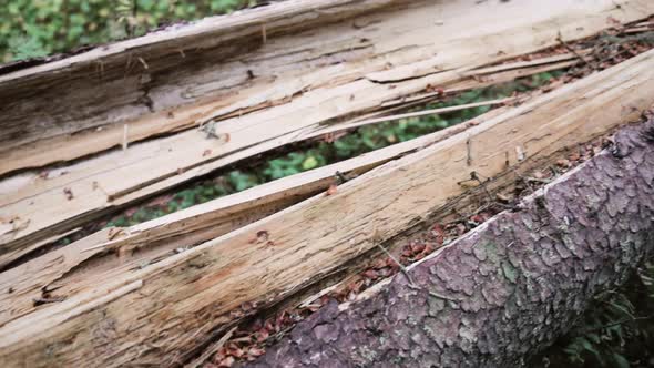 Pan view following through out a fallen tree, in the middle of a finnish forest, in Finland