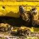 Bees Guard the Entrance To the Hive - VideoHive Item for Sale
