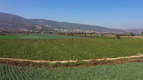 Agriculture Landscape with Mountains in the Background