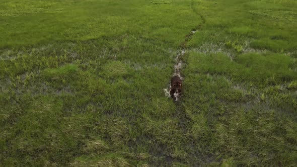 Kamchatka Brown Bear Runs Through the Tall Green Grass