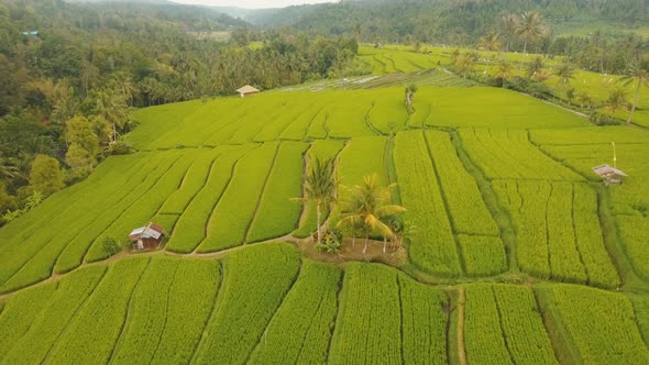 Terrace Rice Fields BaliIndonesia