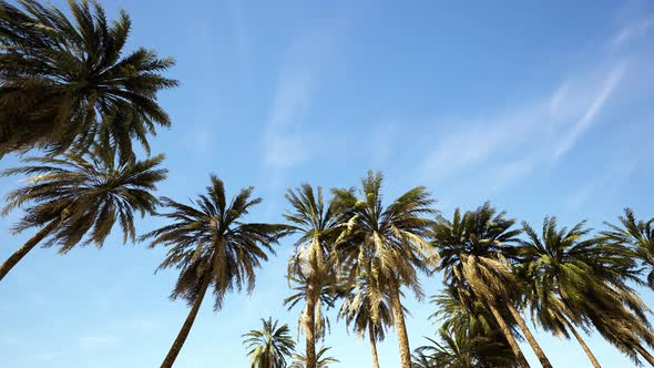 Underside of the Coconuts Tree with Clear Sky and Shiny Sun