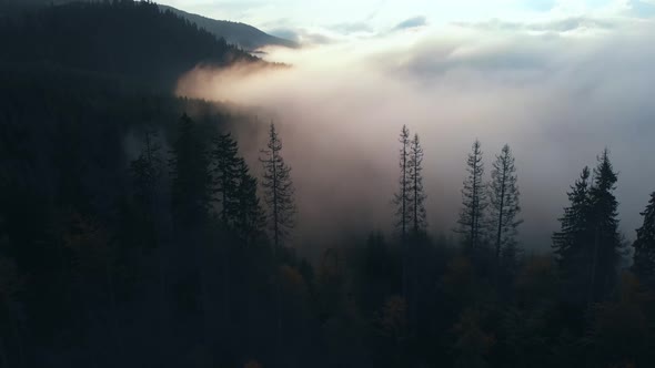 Aerial view: Amazing Thick Morning Fog Covering Mountains Spice and Spruce Forest.