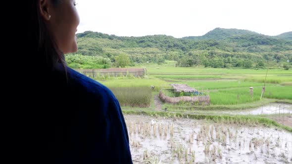 Asian Woman Looking Her Rice Farm