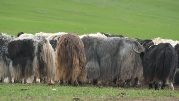 Herd of Muskox With Thick Coat and Long Fur in Cold Arctic Region
