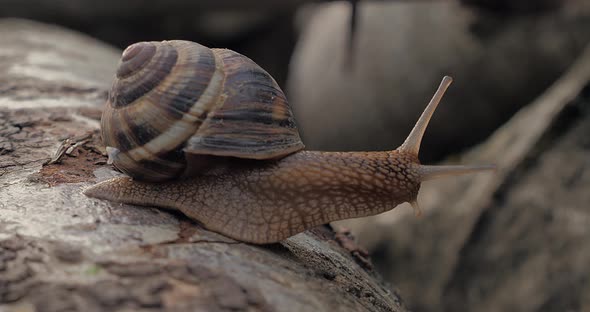 Garden Snail