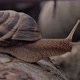 Garden Snail - VideoHive Item for Sale