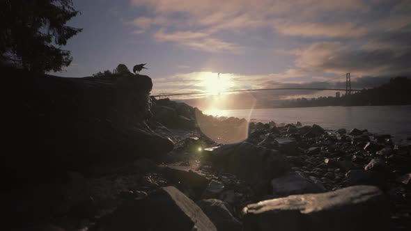 Crow on rocky Beach with Lions gate in background