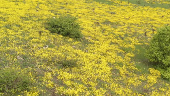 Above Alyssum Aurinia saxatilis flower field 4K aerial footage