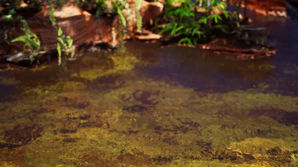 Tropical Golden Pond with Rocks and Green Plants alt