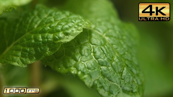 Water Drops Dripping from Mint Leaf