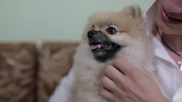 Dog Breed of Spitz in the Arms of a Man Looks at the Camera and Show His Tongue
