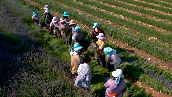 Woman Farmers, Lavender Field