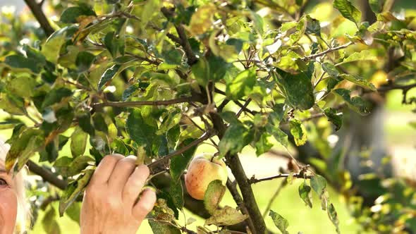 Senior Lady and Apple Tree.