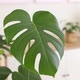 Closeup Female Hands Spraying Monstera Leaves with Bottle - VideoHive Item for Sale