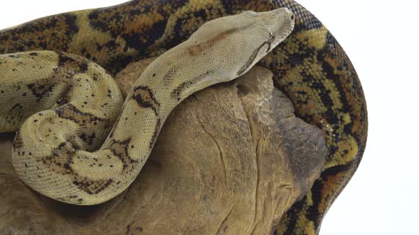 Columbian Boa or Boa Constrictor Imperator on Wooden Snag Isolated in White. Close Up