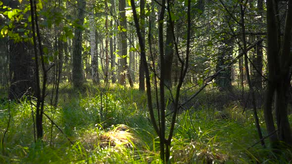 A Forest with Grassy Ground on a Sunny Day