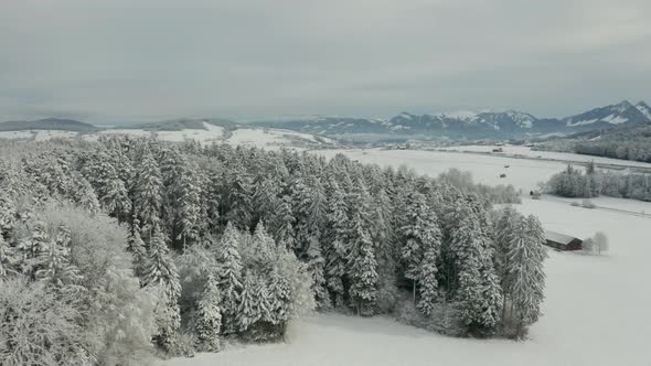 Aerial of pine forest edge covered in snow