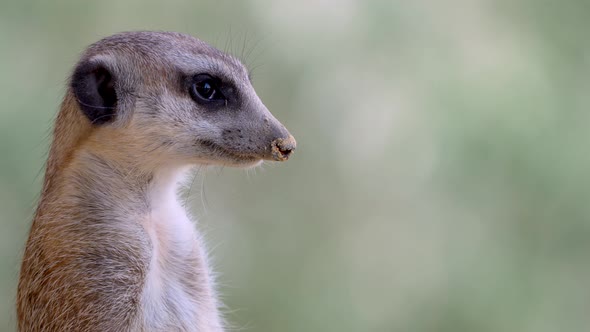 Macro portrait of sweet meerkat (Suricata Suricatta) in nature observing - 4K - Prores high quality