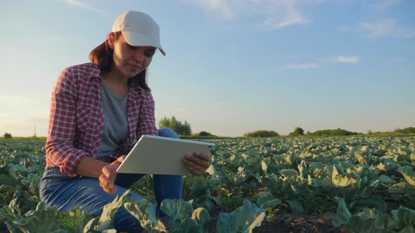 Woman Work on the Cabbage Field