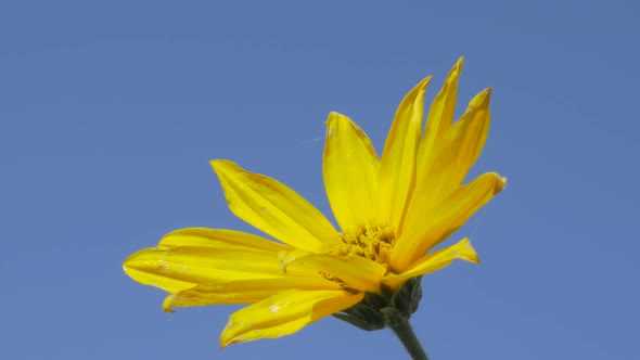 Jerusalem artichoke sunchoke plant natural outdoor 4K 2160p UHD video - Helianthus tuberosus sunroot