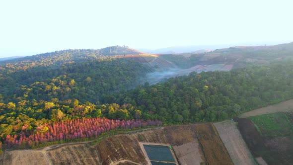 Drone fly over Wild Himalayan Cherry Blossom (Prunus cerasoides)