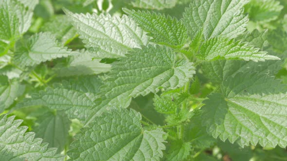 Common nettle plant green 4K 2160p UHD panning footage - Urtica dioica stinging nettle outdoor 4K 38