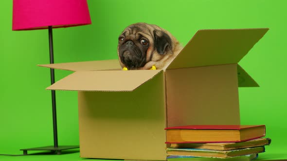 Beige Pug Sitting in Cardboard Box on Green Background