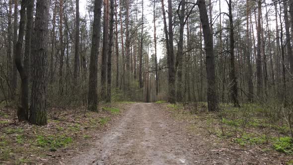 Aerial View of the Road Inside the Forest