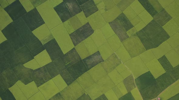 Aerial View of Cultivated field, Shibchar, Dhaka, Bangladesh.