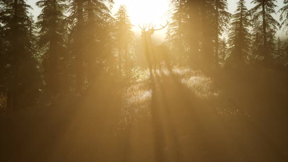 Deer Male in Forest at Sunset