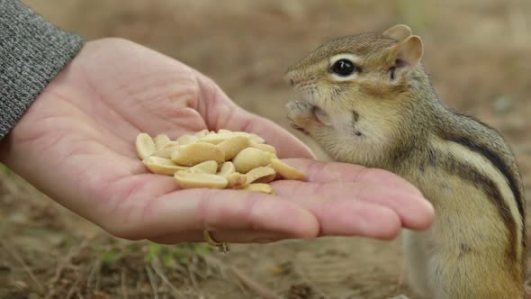 Close up of Chipmunk eating nuts out of person's hand before running away