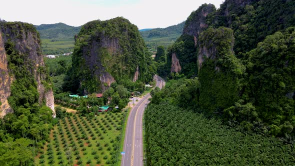 A Road in Thailand with Palm Oil Trees in KrabiOil Palm Platation Field Agricultural Industry