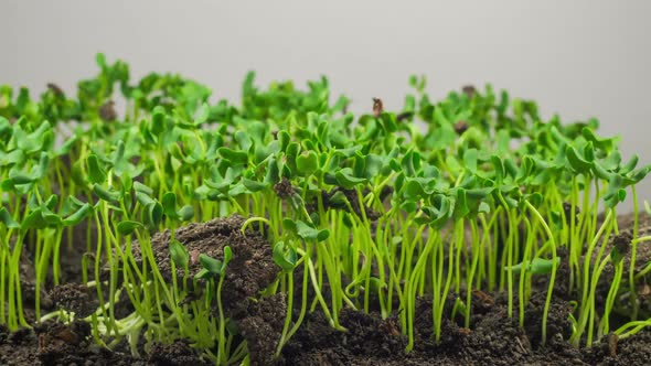 Flax Germination on Light Background