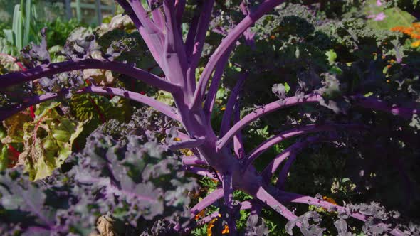 Purple Cabbage Grows in Fertilized Soil of Kitchen Garden