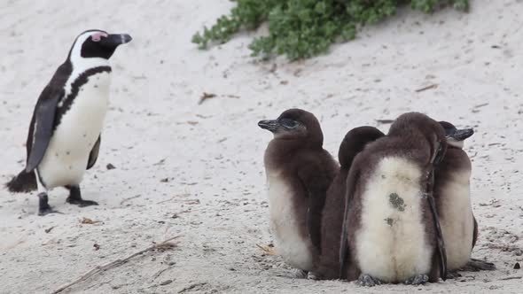 fluffy penguin babies huddled together