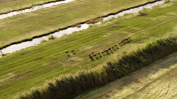 Aerial orbit and descending shot of goats walking sing file as they return to the barn for the night